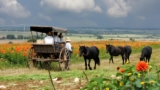 Do Amish People Celebrate Thanksgiving